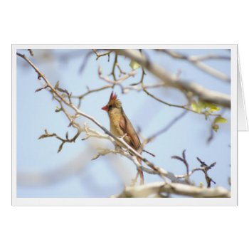 Cardinal In Spring by TiaandFriends at Zazzle