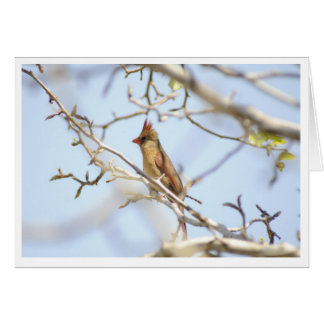 Cardinal In spring Cards