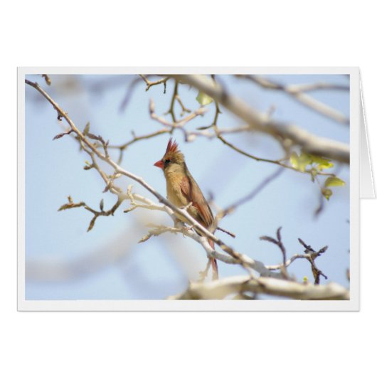 Cardinal In spring Cards (Front Horizontal)