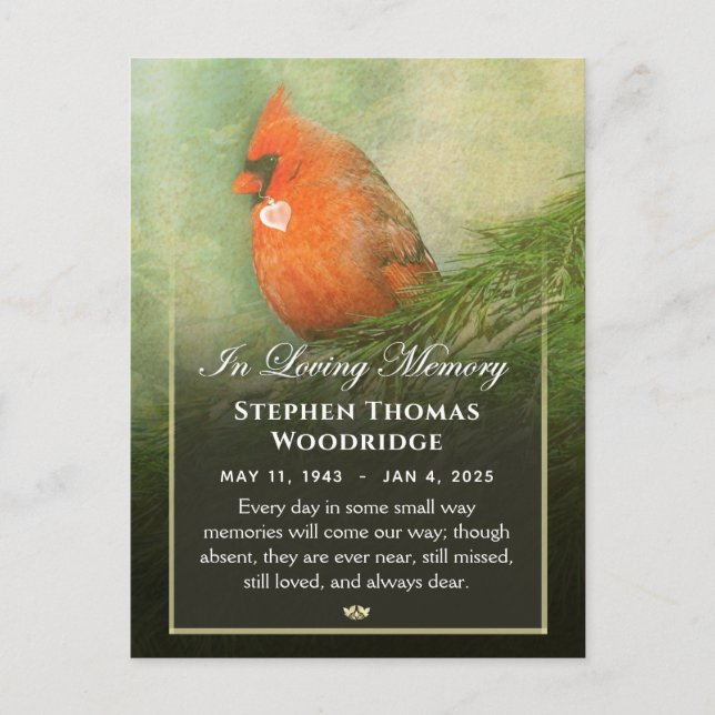 Cardinal in Spruce Sympathy Thank PostCard (Front)
