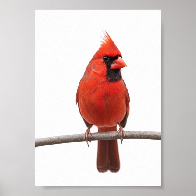 Cardinal in the Snow Poster (Front)