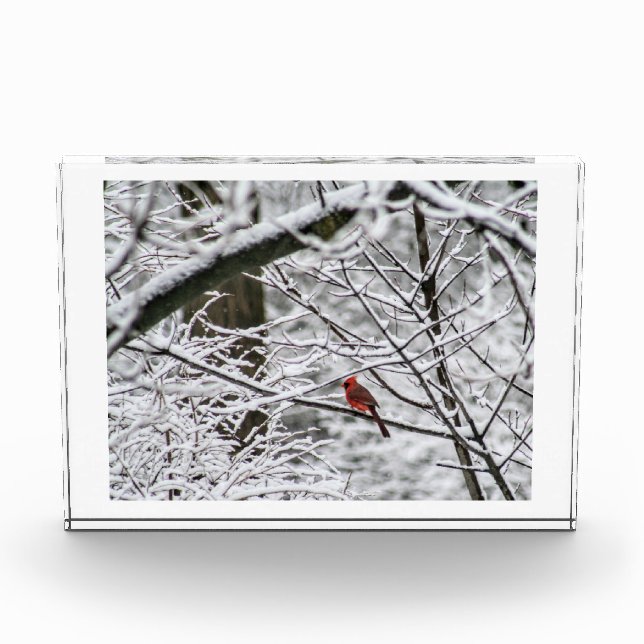Cardinal in the Snowy Woods Photo Block (Front)