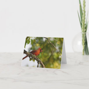 Cardinal In the Spring FL Thank You Card