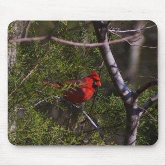 Cardinal in tree mouse pad