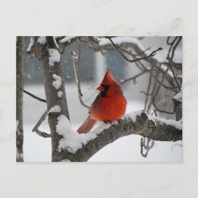 Cardinal in tree postcard (Front)