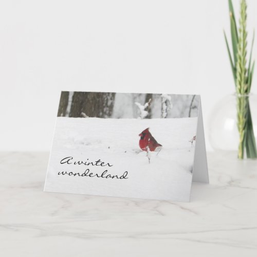 Cardinal in Winter Snow Christmas Holiday Card