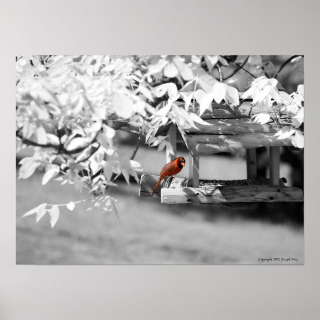 Cardinal Infrared Poster (Front)