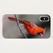 Cardinal iPhone Case (Back (Horizontal))