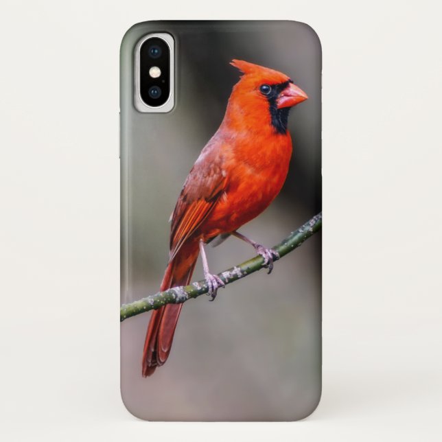 Cardinal iPhone Case (Back)