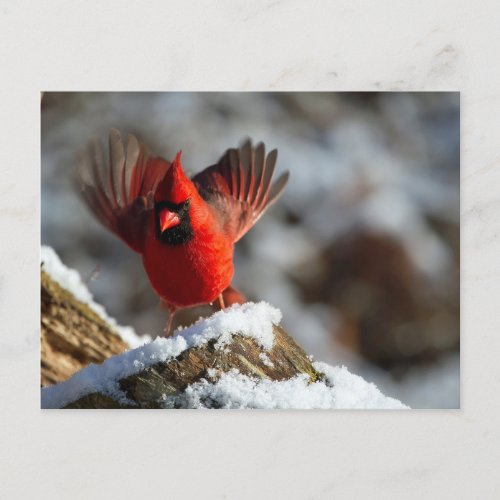 Cardinal Landing Snow Photo Postcard