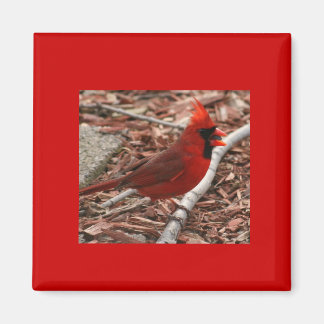 Cardinal Magnet