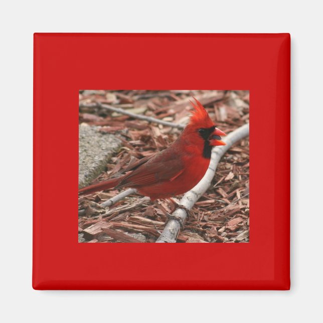 Cardinal Magnet (Front)