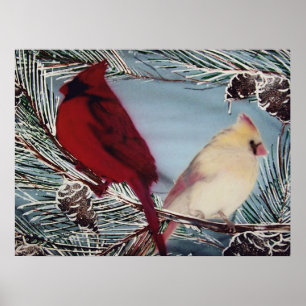 Cardinal Male and Female Perched in Pines Poster