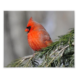 Cardinal Male Bird - Print Photograph
