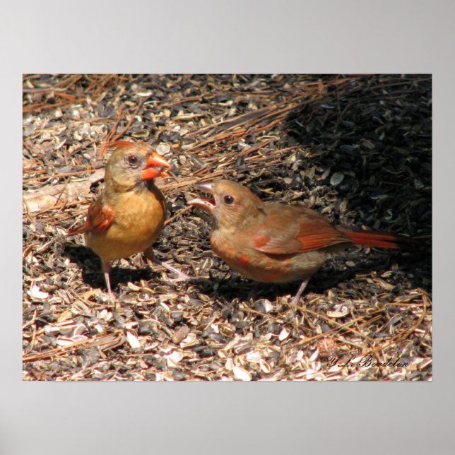 Cardinal Mom & Baby Poster (Front)