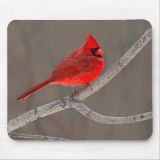 Cardinal Mouse Pad
