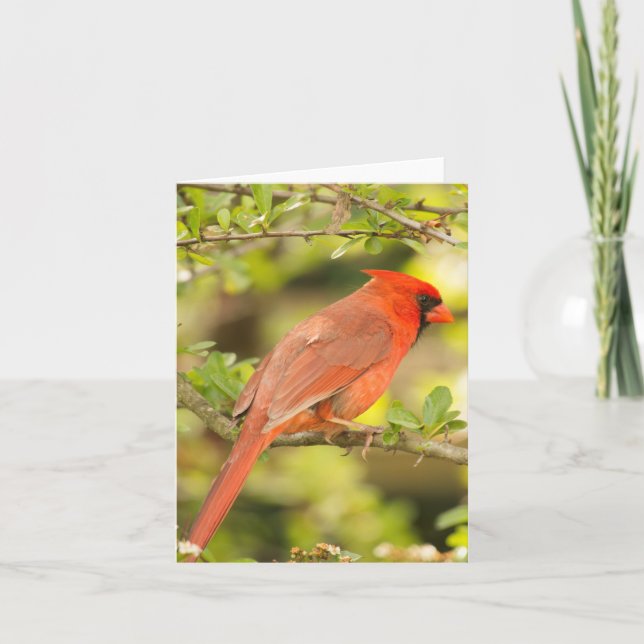 Cardinal note card (Front)