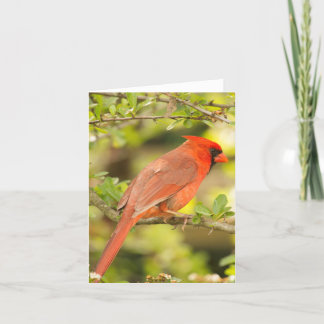 Cardinal note card