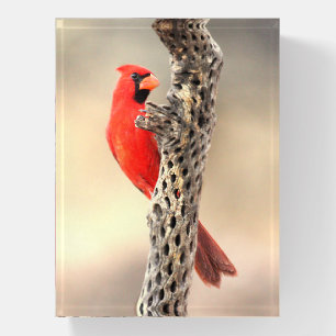 Cardinal on a Cholla Paperweight