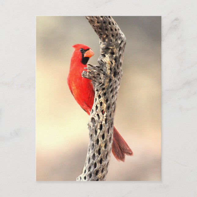 Cardinal on a cholla postcard (Front)