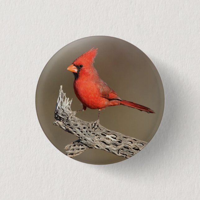Cardinal on a cholla rib  button (Front)