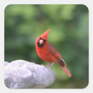 Cardinal On Birdbath Sticker