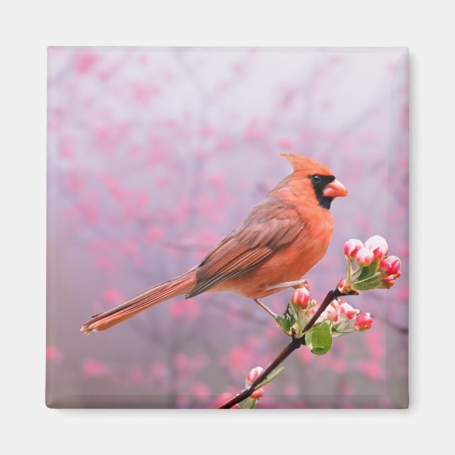 Cardinal on blooming tree magnet (Front)