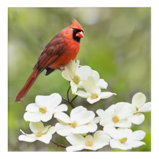 cardinal on dogwood print acrylic print