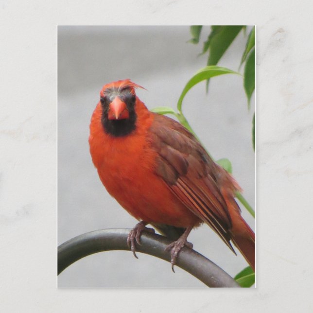 Cardinal On Feeder Postcard (Front)