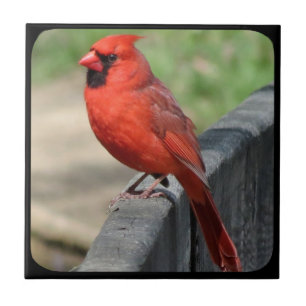 CARDINAL ON FENCE-2 CERAMIC TILE
