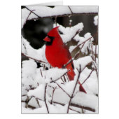 Cardinal on Fresh Snow (Front)