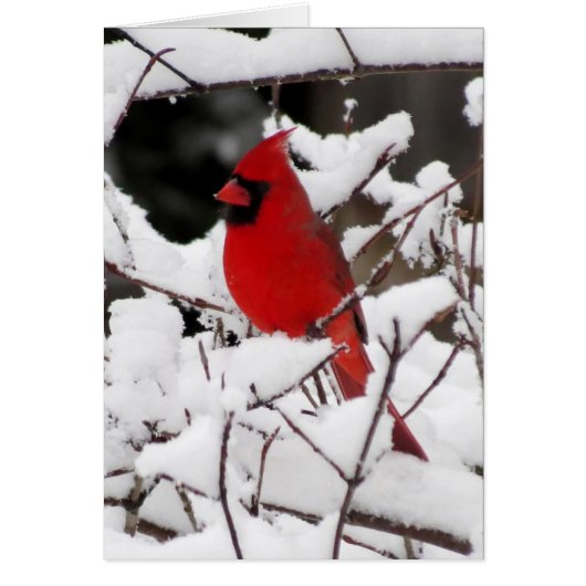 Cardinal on Fresh Snow Cards (Front)