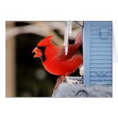 Cardinal on Ice - Bird (Front Horizontal)