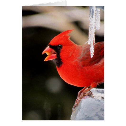 Cardinal on Ice - Bird (Front)