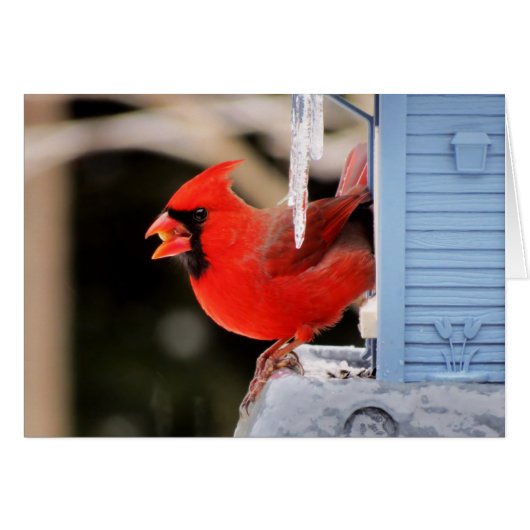 Cardinal on Ice - Bird Cards (Front Horizontal)