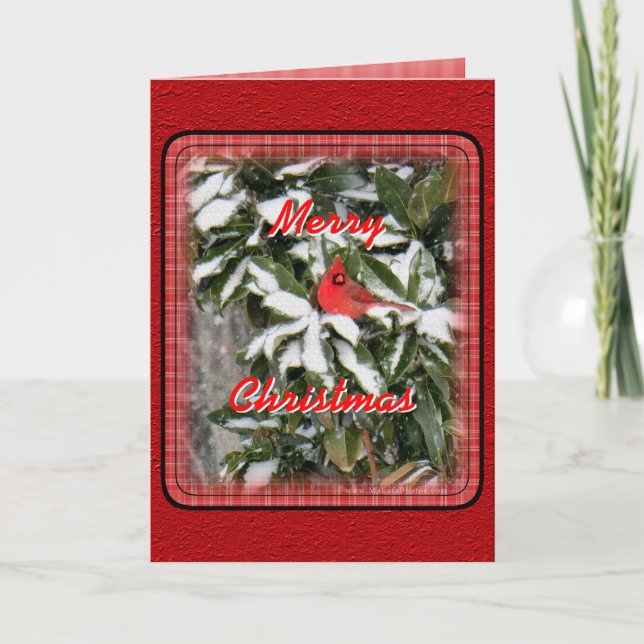 Cardinal on Snowy Magnolia- customize Holiday Card (Front)
