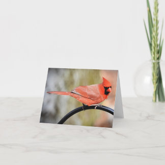 Cardinal on the shepherds hook blank inside card