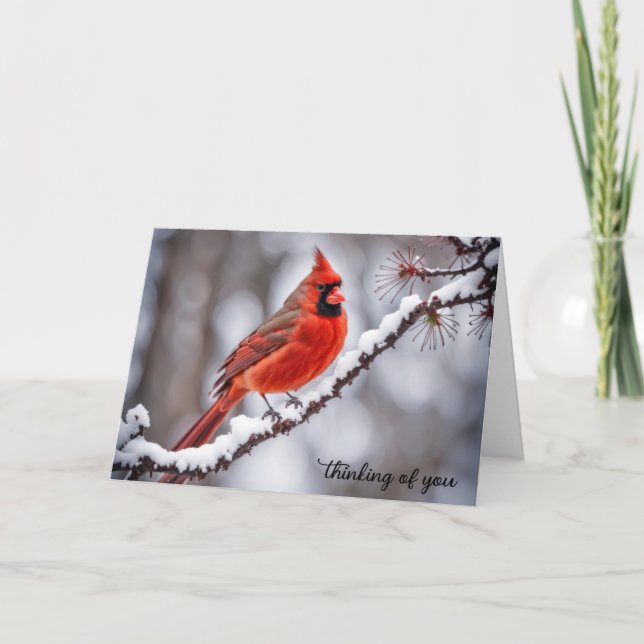 Cardinal On Winter Branch Thinking of You Card (Front)