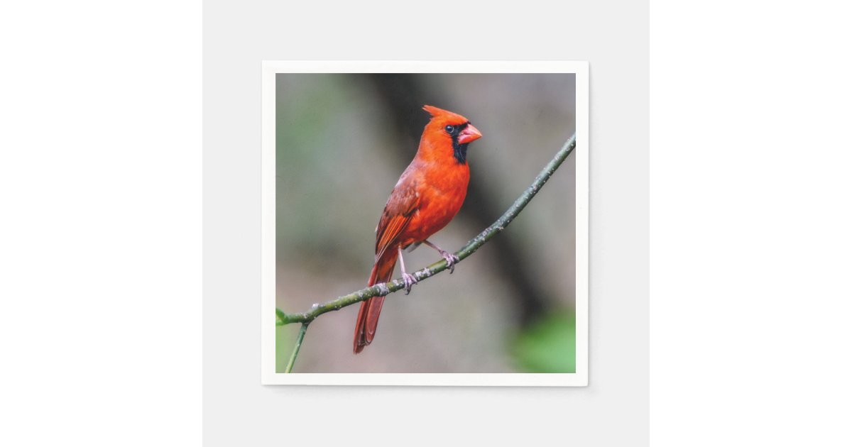 Cardinal Paper Napkin | Zazzle