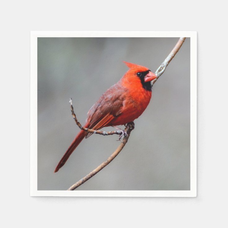 Cardinal Paper Napkin Zazzle