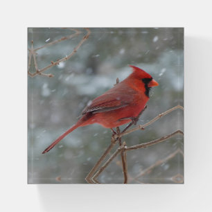 CARDINAL PAPERWEIGHT