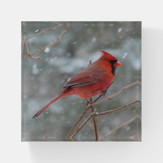 CARDINAL PAPERWEIGHT (Front)