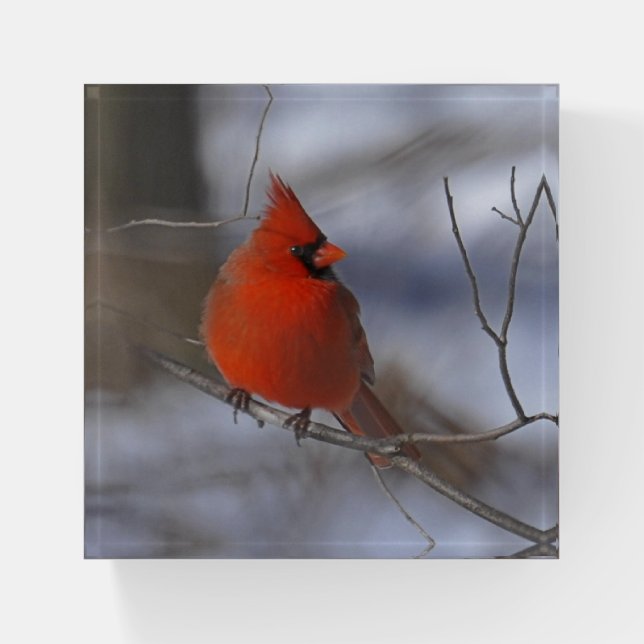CARDINAL PAPERWEIGHT (Front)