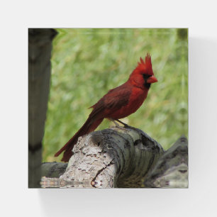 Cardinal Paperweight