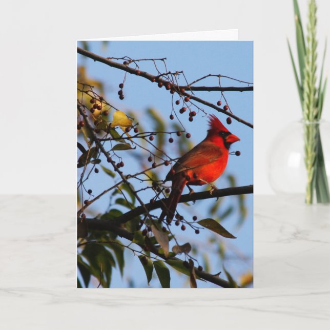 Cardinal Photo Christmas Card - Season's Greetings (Front)
