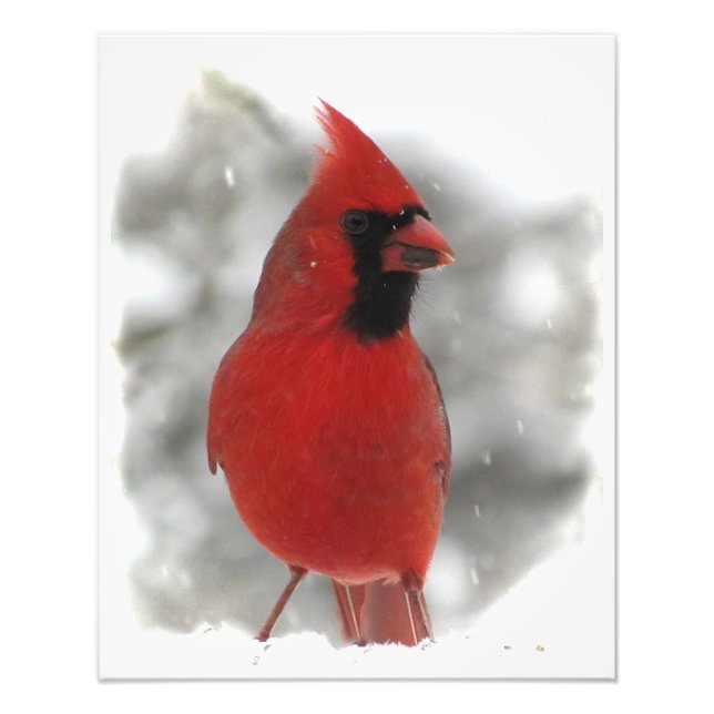 Cardinal Photo Print (Front)