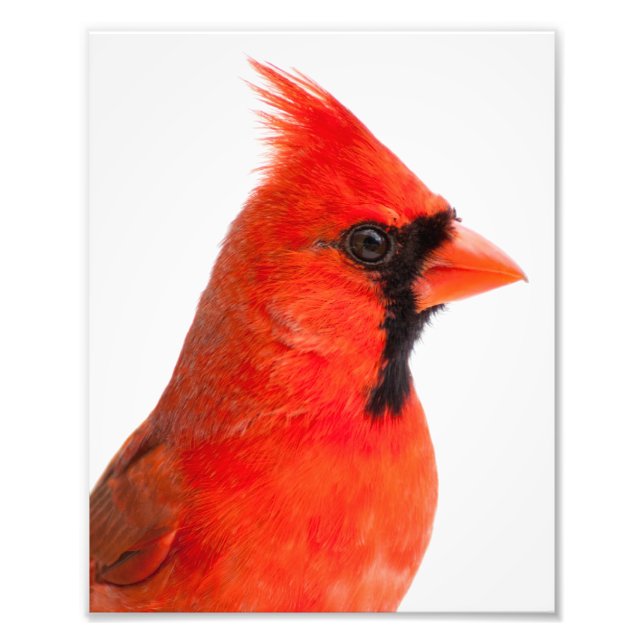 Cardinal Photo Print (Front)