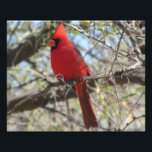 Cardinal Photo Print<br><div class="desc">A Photo of a Cardinal</div>