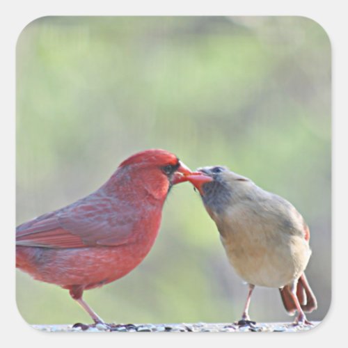 Cardinal photo square sticker