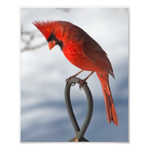 Cardinal Photographic Print